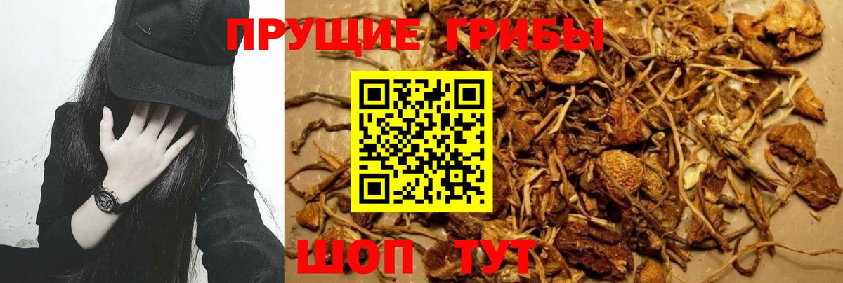 Краснокаменск  Галлюциногенные грибы Cubensis  Вход с VPN 